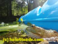 /home//u458753944/public_html/sourcegallery////Frogs/Bullfrogs 2016-08 Ontario/P8081398.JPG